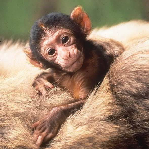Montagne des Singes