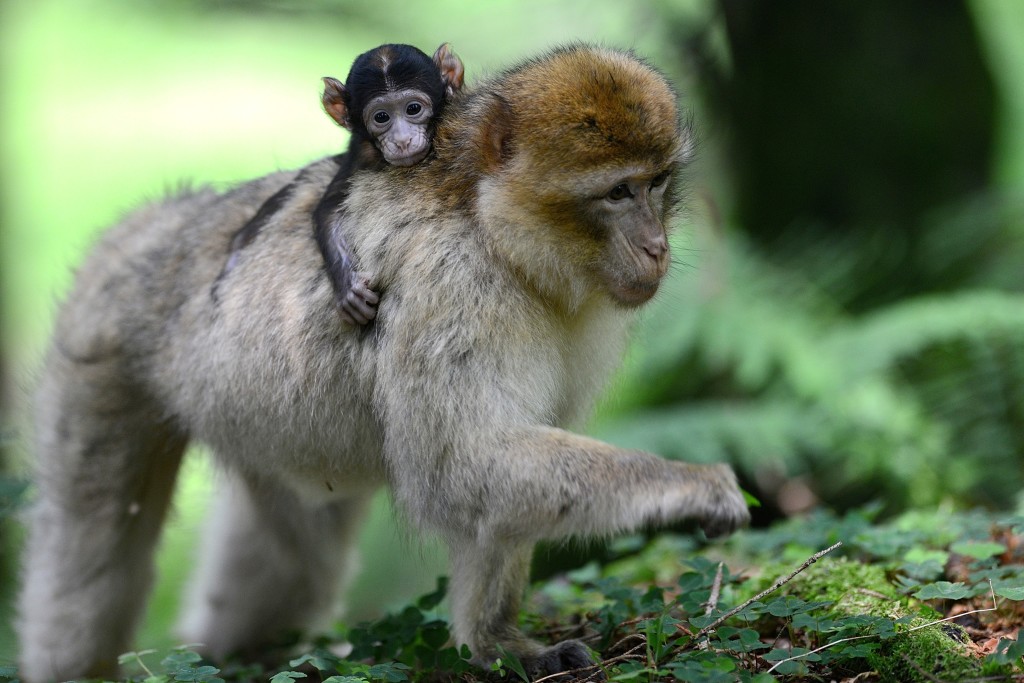 Montagne des Singes