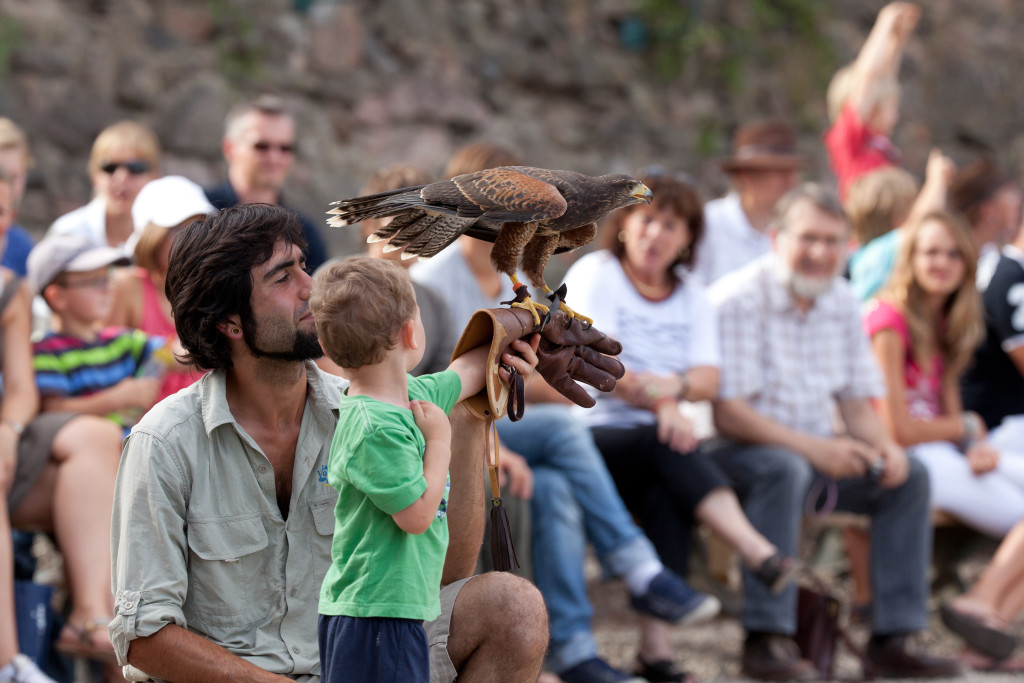 Volerie des Aigles - spectacle