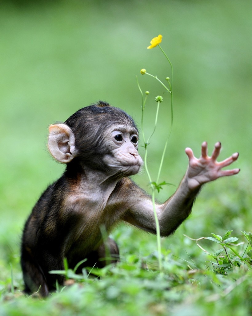 Montagne des Singes -Bébé bouton or