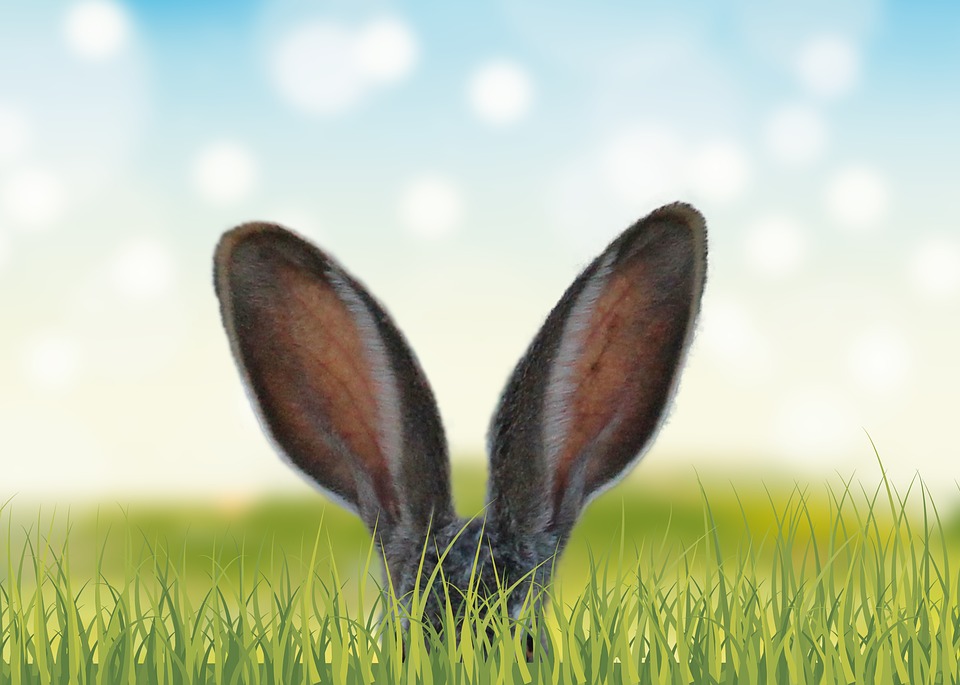 Lapin de Pâques - photo stux
