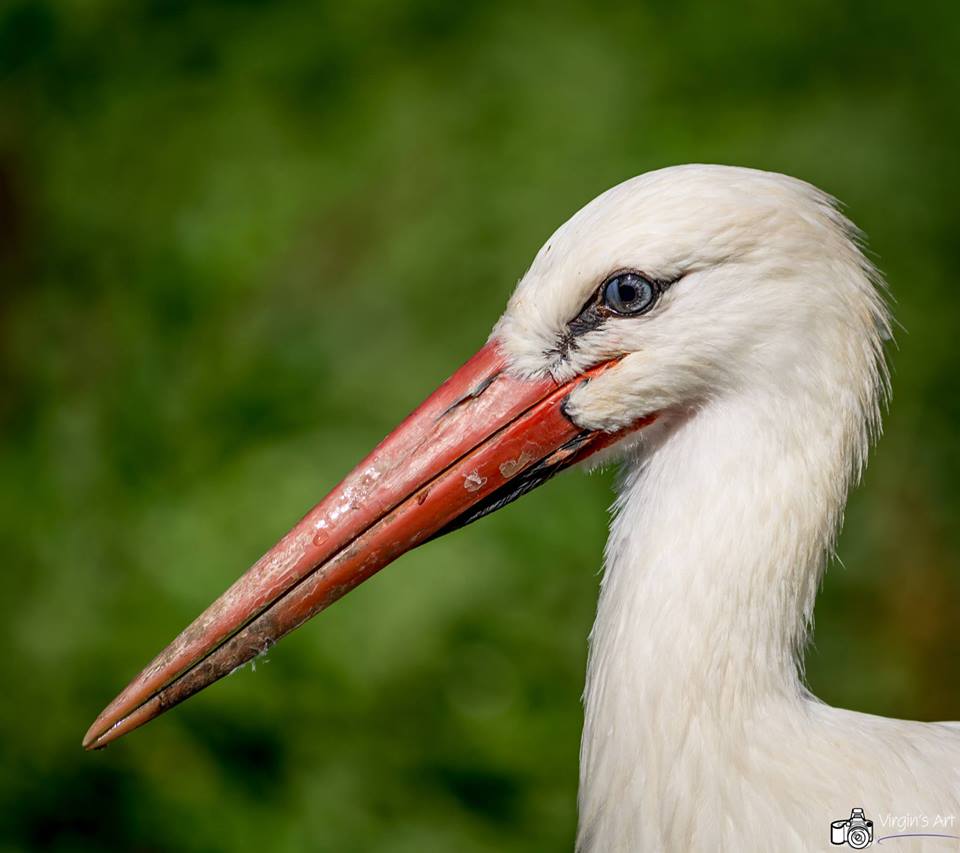 NaturOparC - photo cigogne