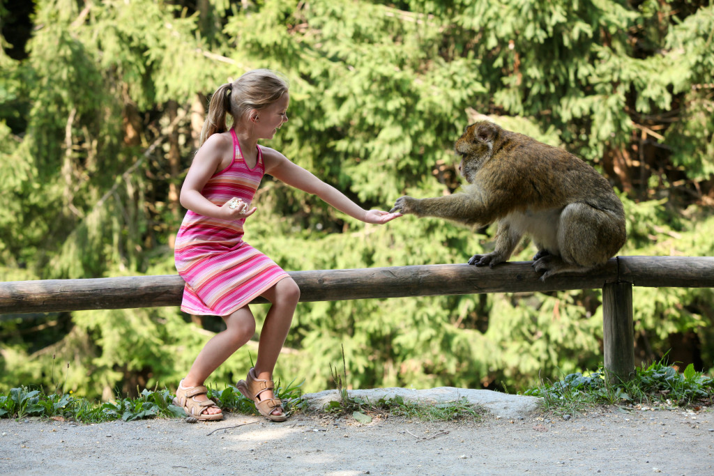 Week-end en Alsace - ici à la Montagne des Singes