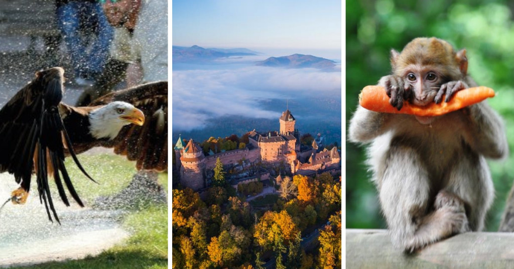 3 sites - massif du Haut-Koenigsbourg