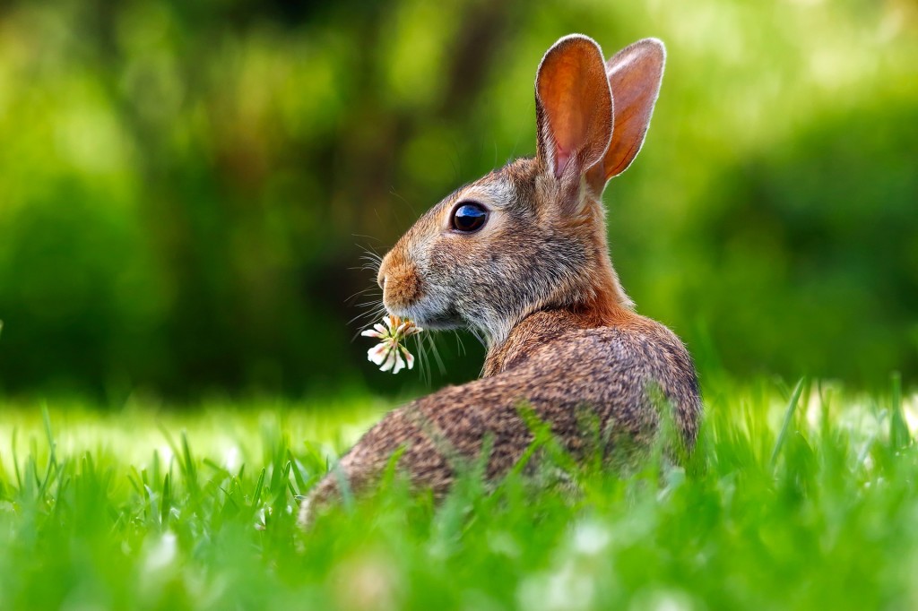 Lapin de Pâques 2019