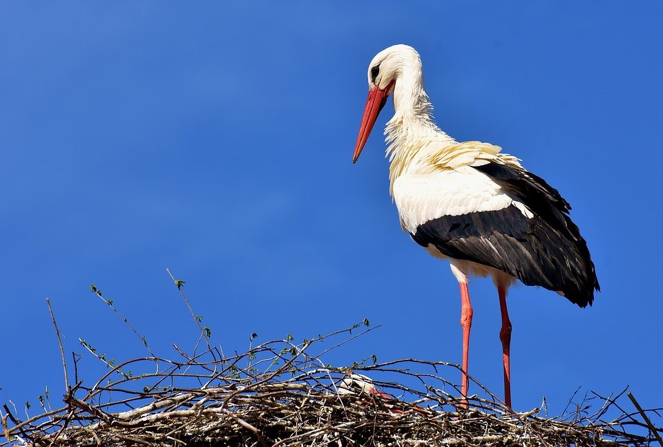 Cigogne en Alsace