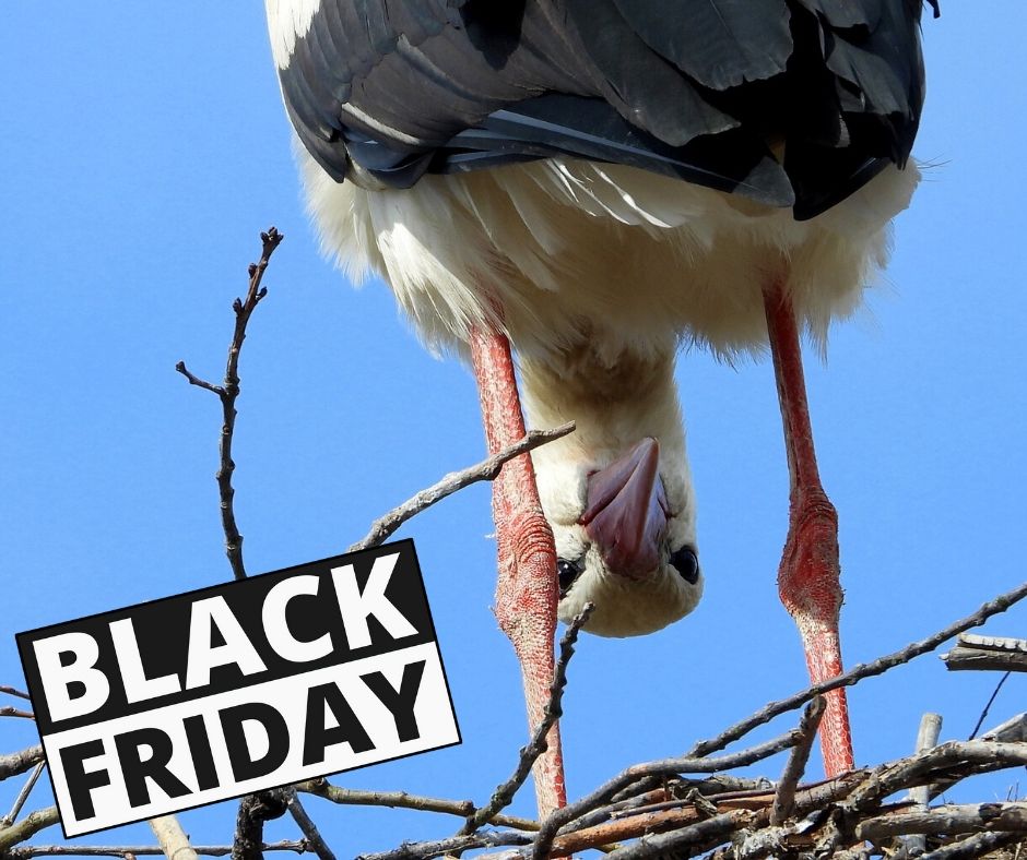Black Friday 2019 cigogne en Alsace