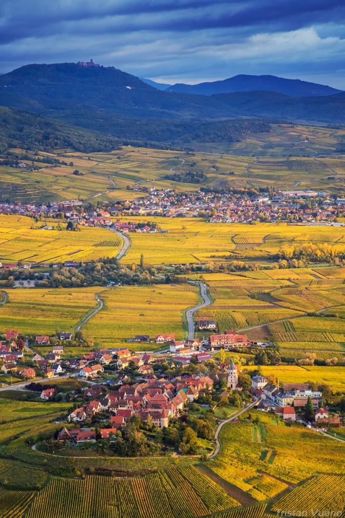 Alsace à vue de coucou, Tristan Vuano - L'automne sur Zellenberg et le Château du Haut-Koenigsbourg en fond