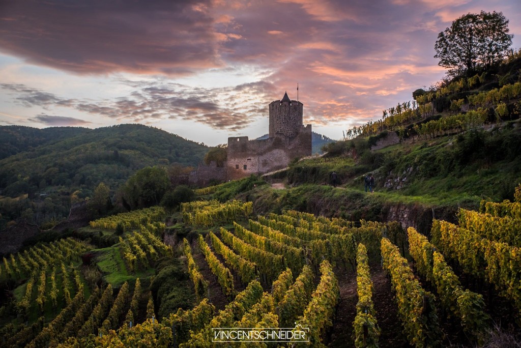 Vincent Schneider - Alsace