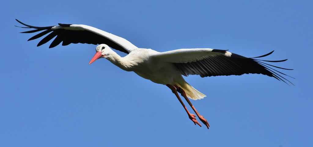Cigogne Pass'Alsace 2021