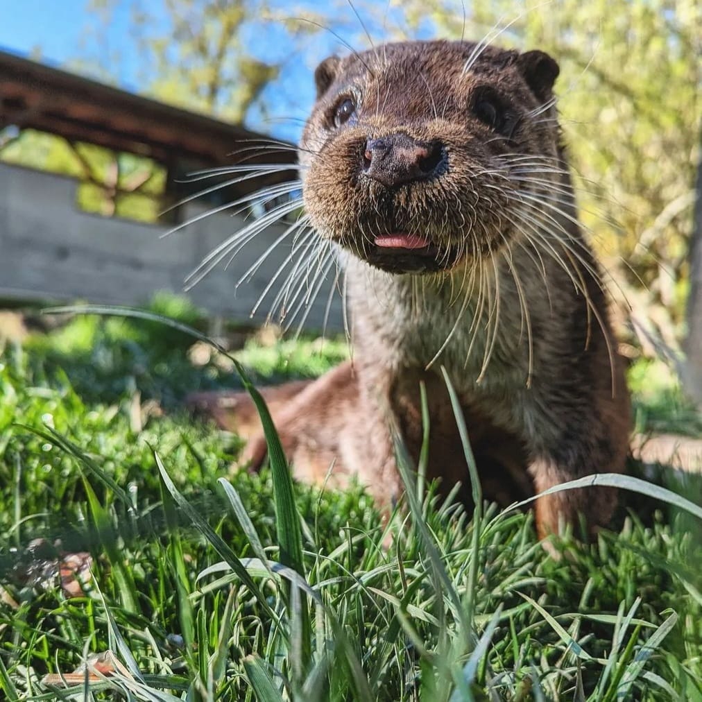 Loutre à NaturOparC 2022