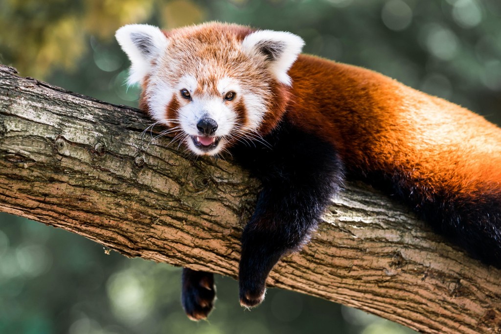 Zoo de Mulhouse