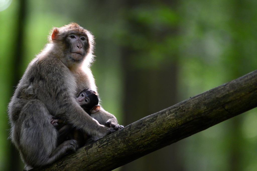 Montagne des Singes 2022