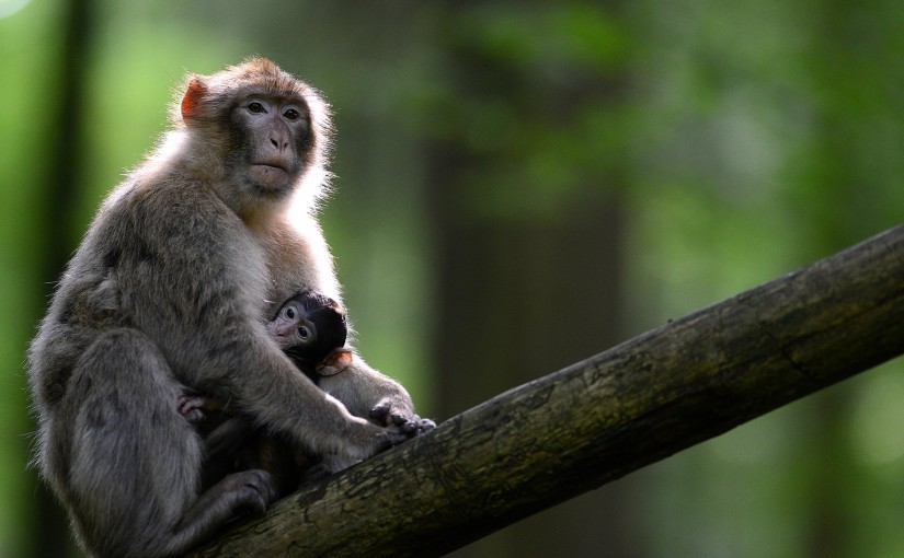 Top 10 des activités à faire en famille en Alsace avec le Pass’Alsace