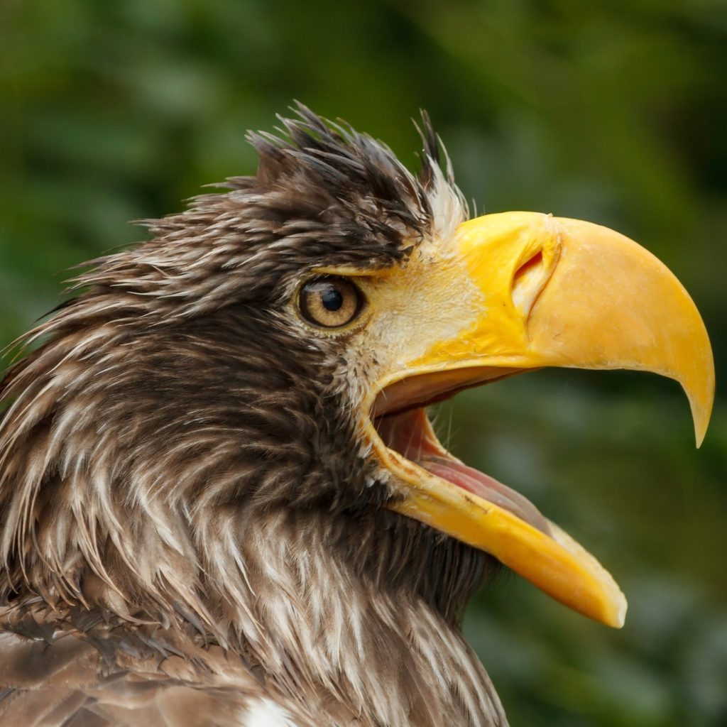 Volerie des Aigles 2023